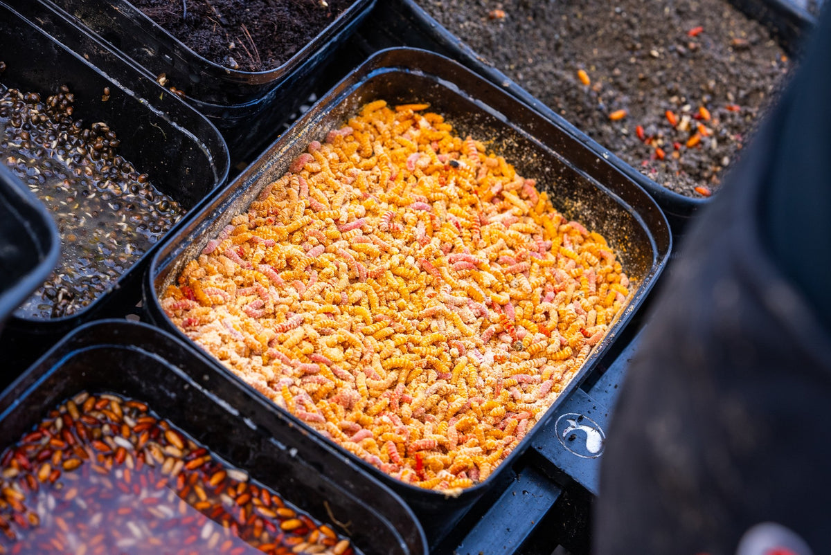Tackle Guru Bait Box Orange – Fishing Bait Storage Container for Match & Coarse Fishing  Copy title